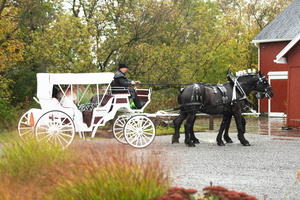 white horse-drawn carriage pulls up to ceremony on gravel path lined with autumnal landscaping