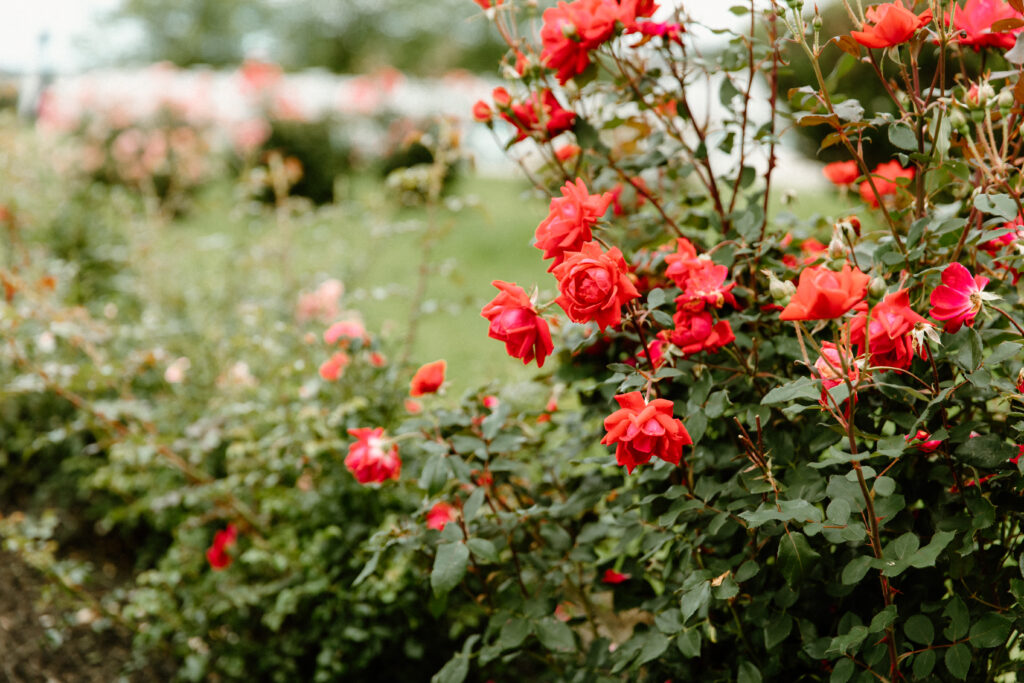 red and pink rose garden